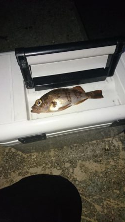 メバルとほぼガシラ