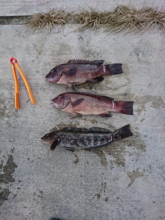 思わぬ大物が！