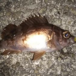 メバリングに思わぬゲスト