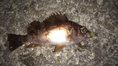 メバリングに思わぬゲスト