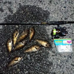 極寒メバリング