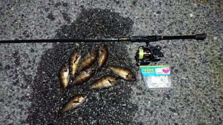 極寒メバリング