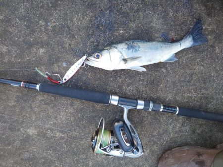 ｾｲｺﾞ祭？否、ｽﾚ祭