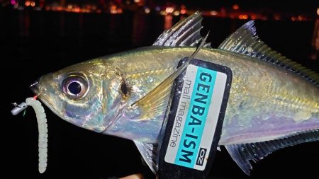 メバルよりもまだアジでした！