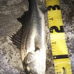 ぶらシーバス！！