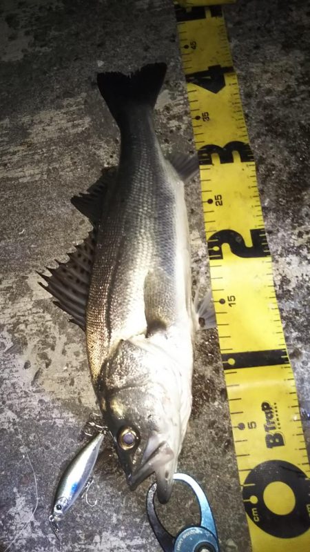 ぶらシーバス！！