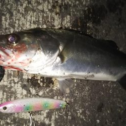 ぶらシーバス！！