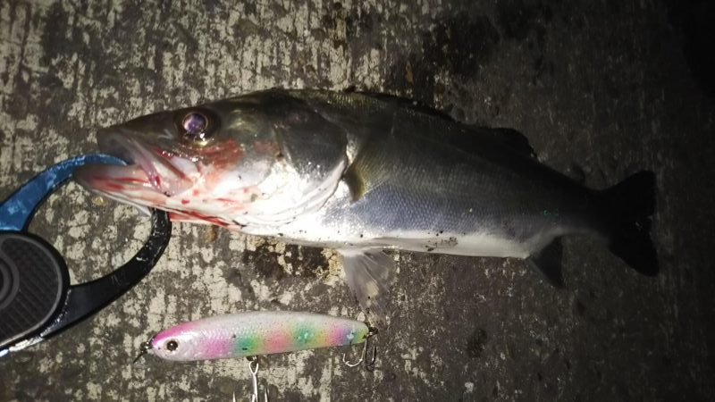 ぶらシーバス！！