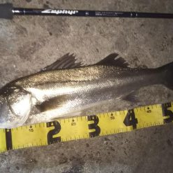 ぶらシーバス！！