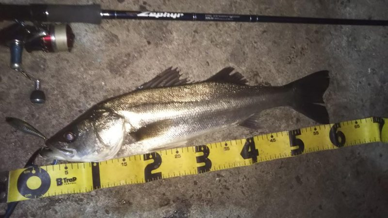 ぶらシーバス！！