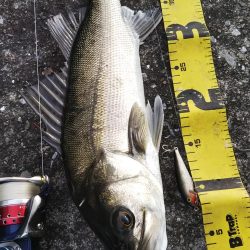 ぶらシーバス!!