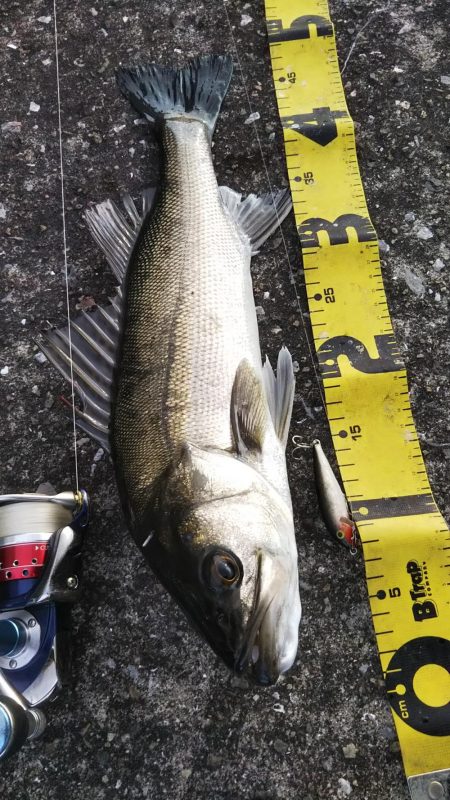 ぶらシーバス！！