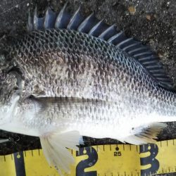 ぶら河川調査！！