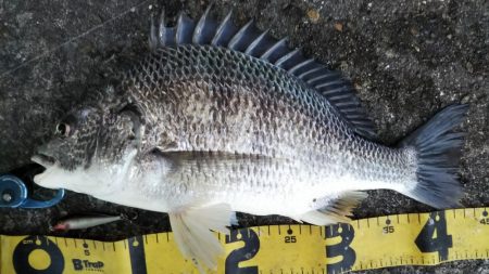 ぶら河川調査！！