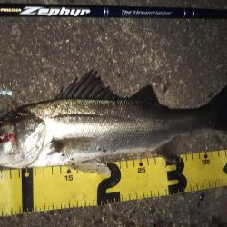 ぶらシーバス!!