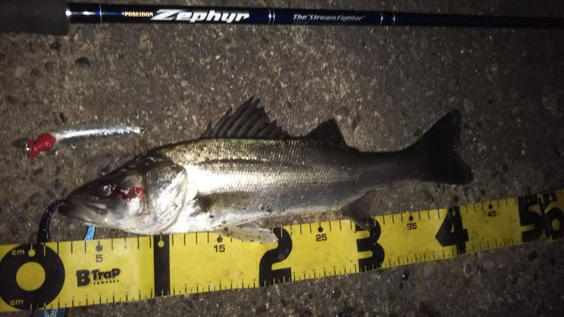 ぶらシーバス！！