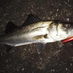 ぶらシーバス！！