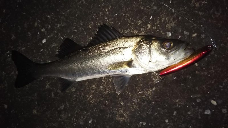 ぶらシーバス！！