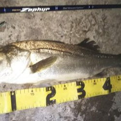 ぶらシーバス！！