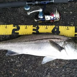 ぶらシーバス！！