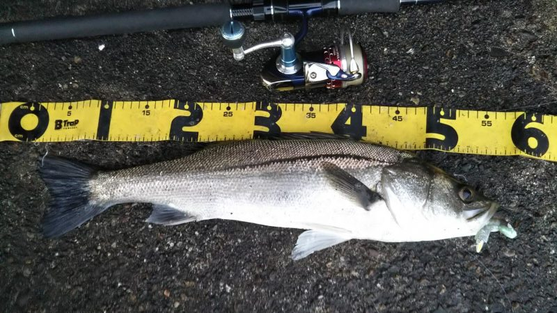 ぶらシーバス！！