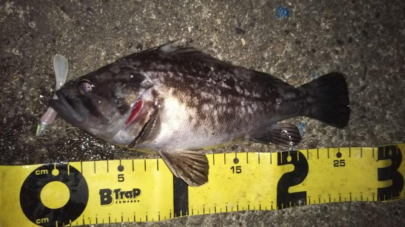 ぶらワーミング！！