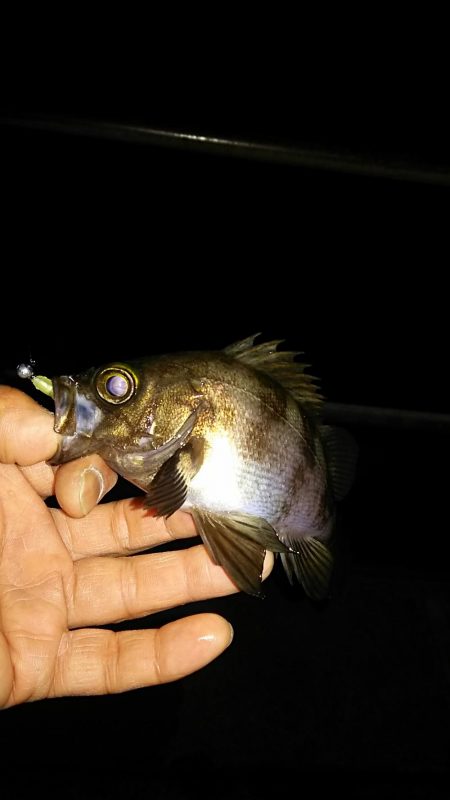 メバル釣り