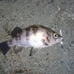 メバル来た来た来た！！