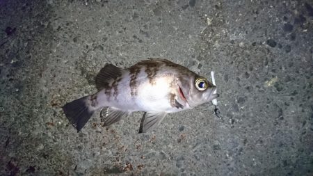 メバル来た来た来た！！