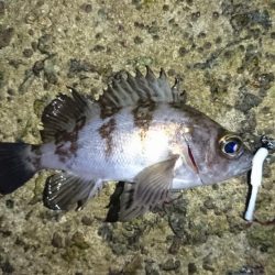 メバル完全復活!!!