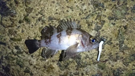 メバル完全復活!!!