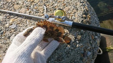 ロックフィッシュ！