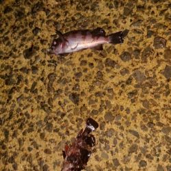 激シブの中、４目