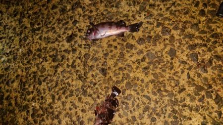 激シブの中、４目