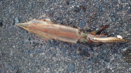 短時間ヤリイカエギング