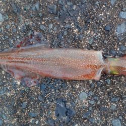 終了をかけたヤリイカ釣行