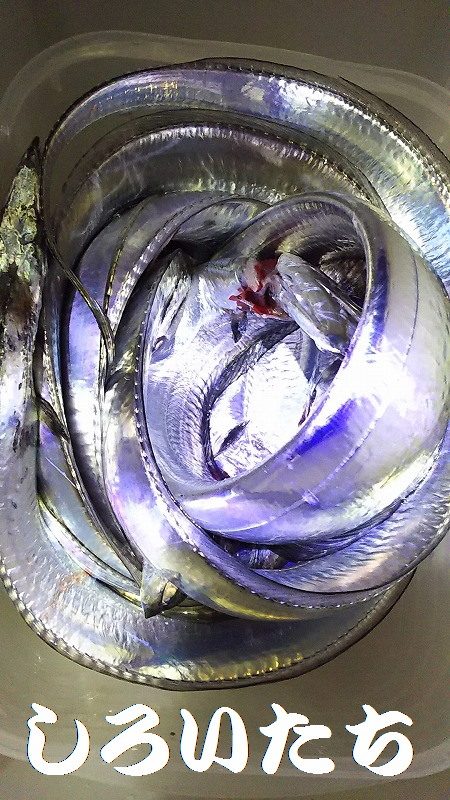 父とタチウオ釣行。