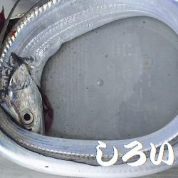 和歌山北部を３か所回って、タチウオゲット！