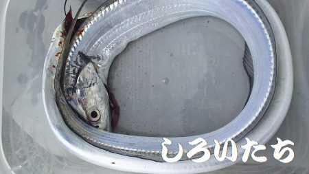 和歌山北部を３か所回って、タチウオゲット！