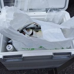 サババババババ、アジ。