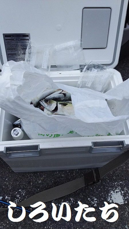 サババババババ、アジ。