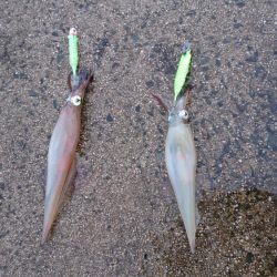 初ポイントにてテーラー好調