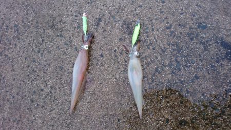 初ポイントにてテーラー好調