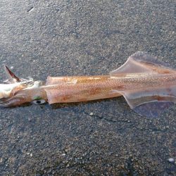 ヤリイカリベンジ