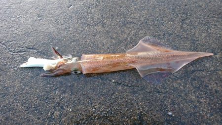 ヤリイカリベンジ