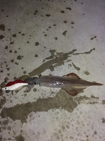 夜中3時からの釣り