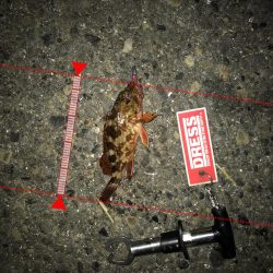 神戸ランガンライトゲーム2月3日リールもまく