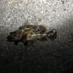 アオイソメでメバル狙い