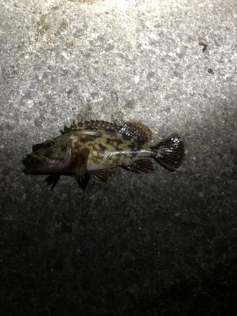 アオイソメでメバル狙い