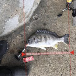 2月17日西宮〜尼崎ランガン強風やめて